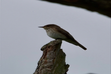 Recent Sightings 2nd June 2025